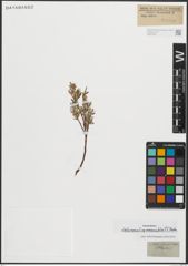 Foto von Salix repens subsp. rosmarinifolia (L.) Andersson